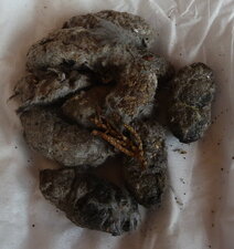 Boulettes de réjection d