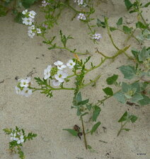 Roquette de mer