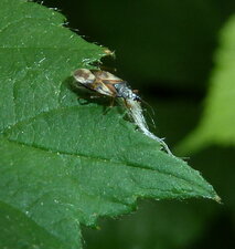 Anthocoris nemorum