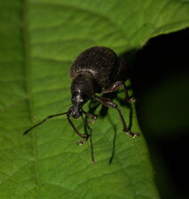 Curculionidae