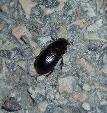 Dorcus parallelipipedus.La "Petite biche