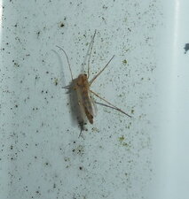 chironome
