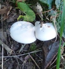  Clitopilus. Dessus.