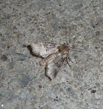 Polyphaenis sericata