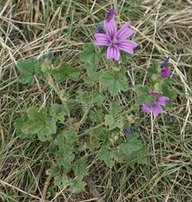 Mauve des bois