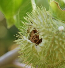 Graines de datura