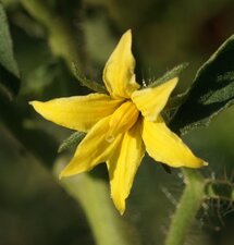 Fleur de Tomate