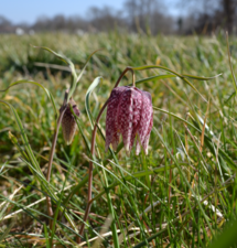 Fritillaire Pintade (Fritillaria meleagris)
