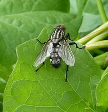 Graphomya maculata 