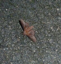 .Noctuelle.