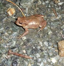 Crapaud.