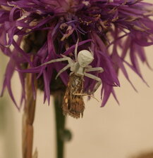Thomisus onustus