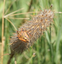 Carpocoris fuscispinus