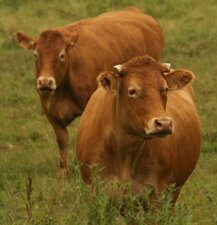 "entrecôte" sur pattes