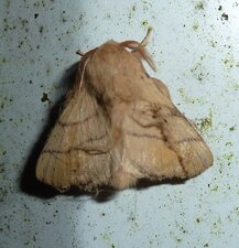 Malacosoma neustria ou Bombyx à livrée - Noctuelle