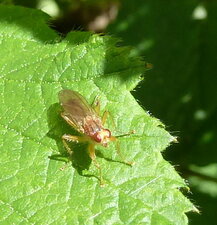 Psila fimetaria