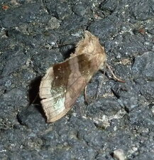 La Plusie vert-doré Diachrysia chrysitis - Noctuelle