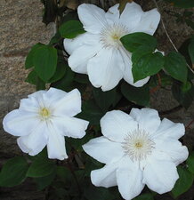 Clématite Clématite horticole : « Madame Van Houtte »