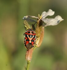 Eurydema ornata mâle - de dos