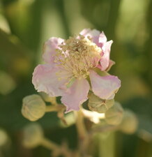 Fleur de mûrier...