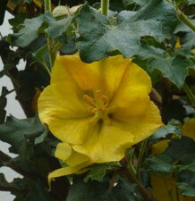 Hibiscus
