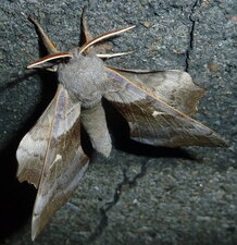 Le Sphinx du peuplier Laothoe (Amorpha) populi . Noctuelle.