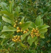 Pyracantha ou buisson ardent