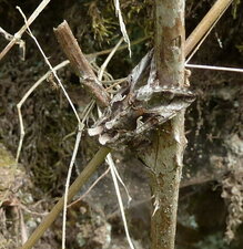 Autographa gamma