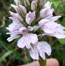 Dactylorhiza maculata ssp. maculata