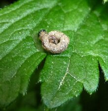Chenille ?