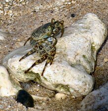 Crabe Zagaya