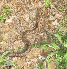 Vipère aspic - Vipera aspis