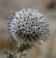 Echinops sphaerocephalus - la fleur