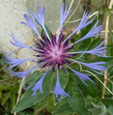 Centaurée