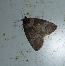 Noctuelle.