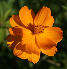 Cosmos sulphureux