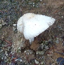 Champignon ?