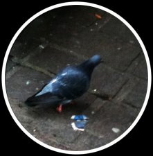 Pigeon