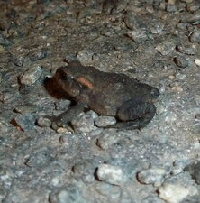 Crapaud