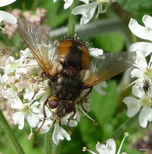Tachina magnicornis