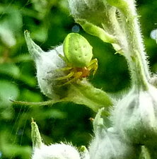 Thomisidé sp.
