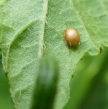 Puceron momifié parasité par un Hyménoptère.