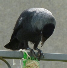 Corneille noire. Corvus corone