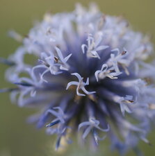 Echinops ritro