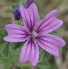 Mauve des bois
