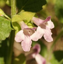 Mélitte à feuilles de mélisse