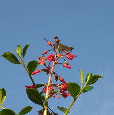 Demoiselle