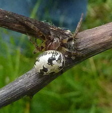Epeire des roseaux larinoides comutus.