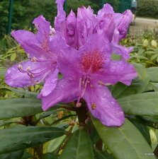 Fleur de rhodo