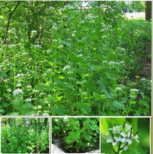 Alliaire officinale
